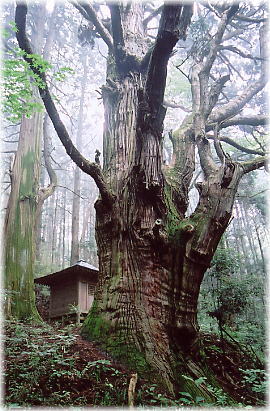 画像：大林寺の大杉