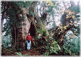 画像：岩抱きの洞杉（幹と並ぶ）