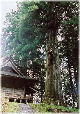 画像：羽田神社の太郎坊・次郎坊の杉（次郎坊）
