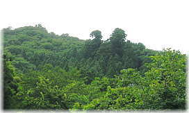 画像：羽田神社の太郎坊・次郎坊の杉（遠景）
