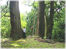 画像：神明さんの大杉（幹と並ぶ）