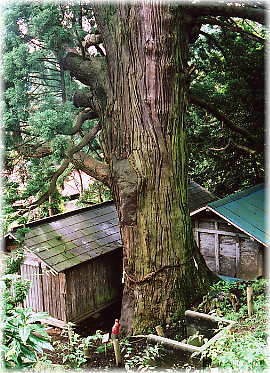画像：平沢の弥陀の杉