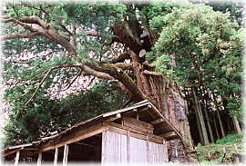 画像：平沢の弥陀の杉（だるま堂と大杉）