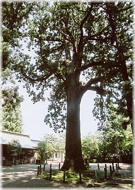 画像：日高神社の姥杉（シルエット）