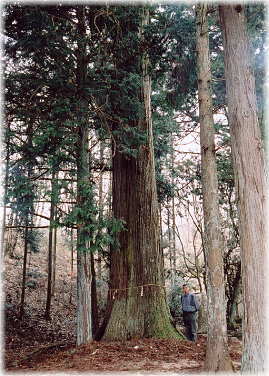 画像：津島神社大杉（向かって左のスギ）（幹と並ぶ）