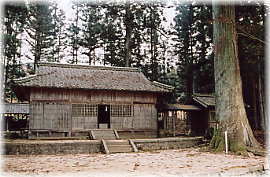 画像：津島神社大杉（向かって右のスギ）