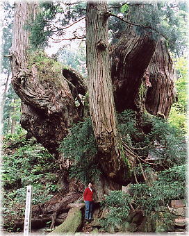 画像：岩屋の大杉（幹と並ぶ）