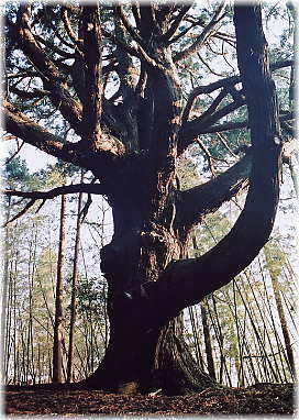 画像：上田子諏訪の大杉