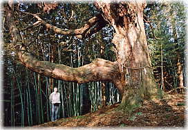 画像：上田子諏訪の大杉（幹と並ぶ）