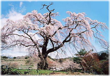 画像：かもん桜