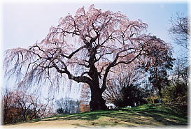 画像：かもん桜