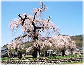 画像：川久保の枝垂れ桜（全景）