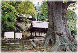 画像：川俣春日神社の大ケヤキ