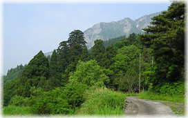 画像：諏訪神社のスギへの道