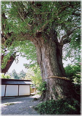 画像：広徳院の大公孫樹