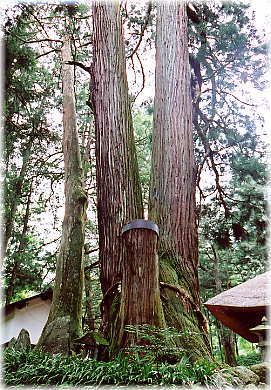 画像：高蔵寺の大杉