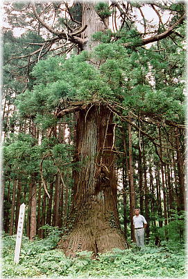 画像：水分神社の杉（幹と並ぶ）