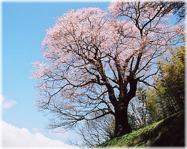 画像：南成田の大桜