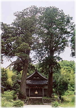 画像：熊野神社の二本杉（全景）