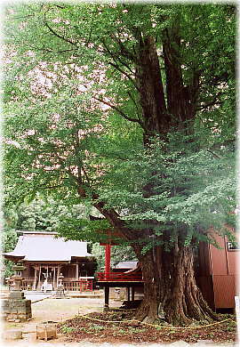 画像：白鳥神社のイチョウ