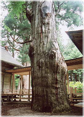画像：八幡の姥杉（旧名男杉）