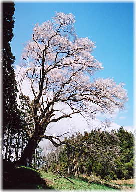 画像：成田神社の種まき桜（全景）
