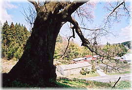 画像：成田神社の種まき桜