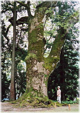 画像：日光神社境内の欅（幹と並ぶ）