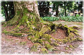 画像：日光神社境内の欅（切株跡）