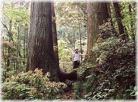 画像：大滝神社のぢい杉・ばあ杉（幹と並ぶ）