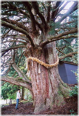 画像：西光寺の大杉（幹と並ぶ）