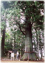 画像：侍浜八幡の大杉（幹と並ぶ）