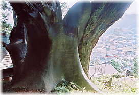 画像：三陸大王杉（大杉から家々を望む）