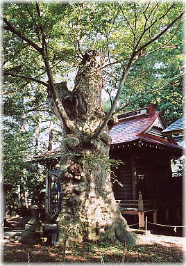 画像：鹿嶋神社の槻