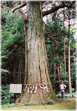 画像：太郎坊の杉（幹と並ぶ）