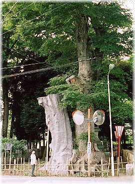 画像：雀神社の大欅（幹と並ぶ）