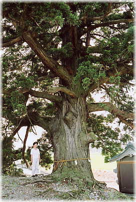 画像：高屋古宮の大杉（幹と並ぶ）