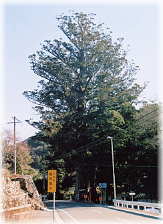 画像：武速神社の将軍杉（県道から見る）