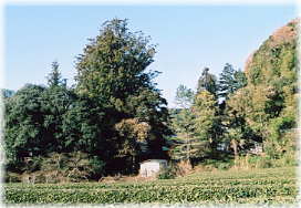 画像：武速神社の将軍杉（対岸から見る）