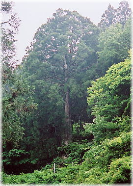 画像：滝の堂の大杉