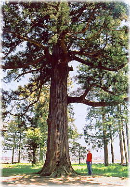 画像：立泉神社の大杉（幹と並ぶ）