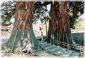 画像：東禅寺のめおと杉（幹と並ぶ）