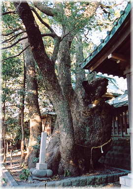 画像：焼津神社の御神木