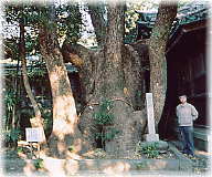 画像：焼津神社の御神木（幹と並ぶ）