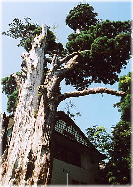 画像：薬師堂の姥杉
