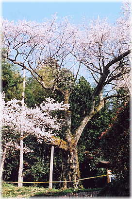 画像：余川古寺の桜