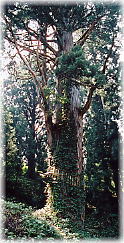 画像：荒谷毘沙門堂の天狗杉