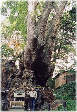画像：阿豆佐和気神社の大クス（幹と並ぶ）
