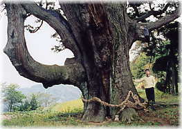 画像：坊金の大杉（幹と並ぶ）