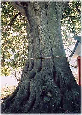 画像：堂山稲荷の樫の木